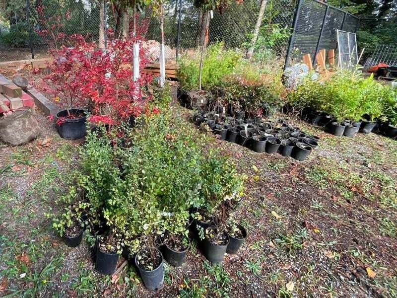 City of Burien offering free trees to residents, and here’s how to get yours